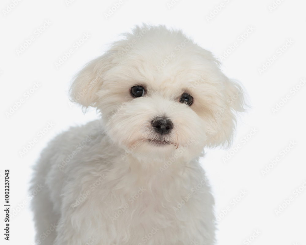 portrait of lovely bichon maltese puppy looking at camera portrait of lovely bichon maltese puppy looking at camera
