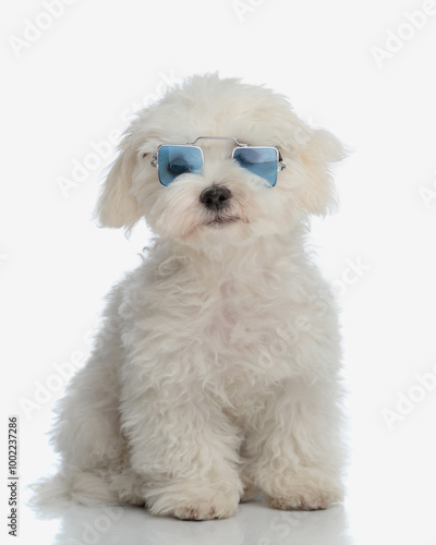 beautiful bichon maltese puppy with square sunglasses sitting