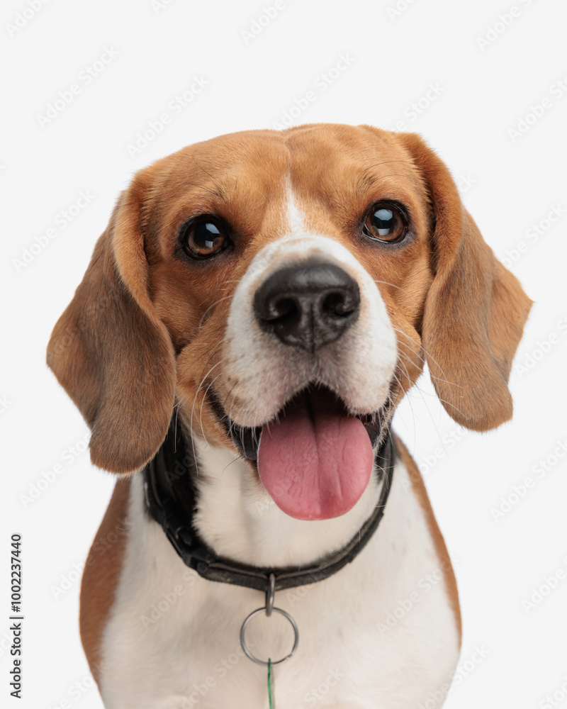 happy little beagle dog with collar sticking out tongue and panting