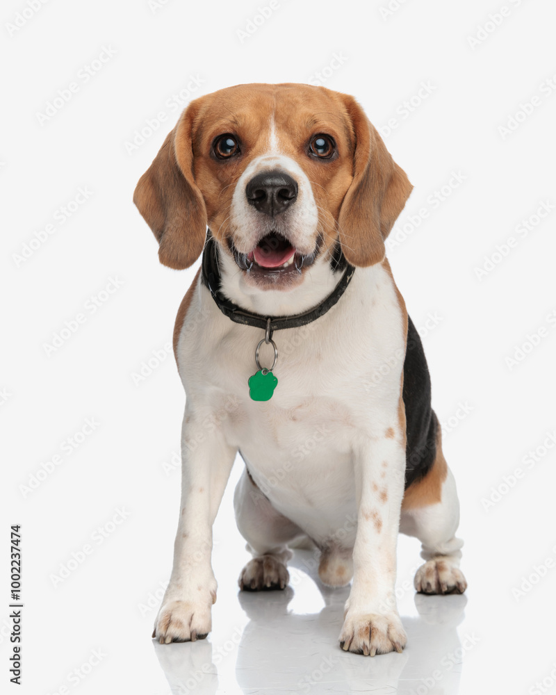 cute little beagle puppy with clover collar opening mouth and panting cute little beagle puppy with clover collar opening mouth and panting