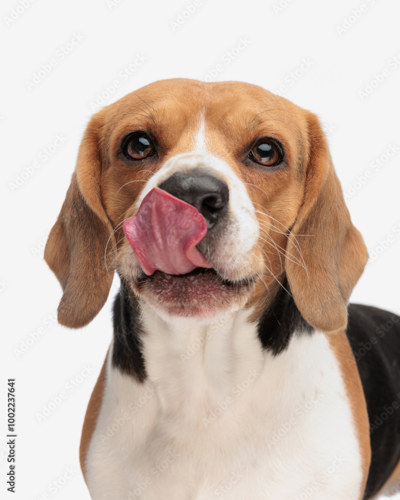 greedy little beagle puppy sticking out tongue and licking mouth