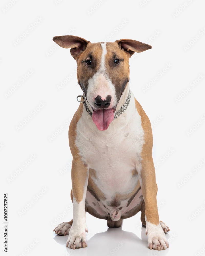 adorable bull terrier dog with silver collar sticking out tongue and panting adorable bull terrier dog with silver collar sticking out tongue and panting