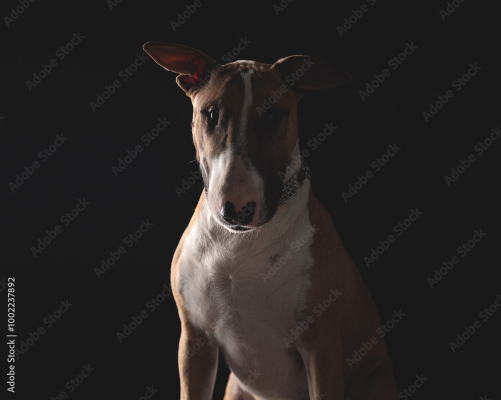 shy little bull terrier dog looking at camera and being timid shy little bull terrier dog looking at camera and being timid