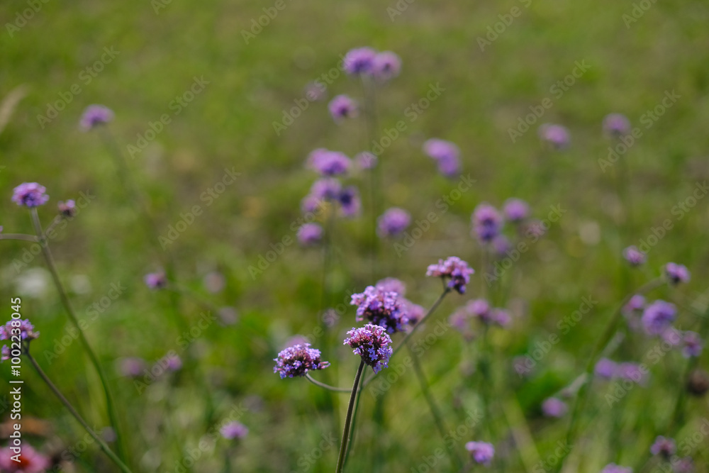 Delicate purple wildflowers blooming in a sunny meadow during springtime, surrounded by lush greenery Delicate purple wildflowers blooming in a sunny meadow during springtime, surrounded by lush greenery