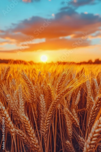 Golden wheat fields at sunset in a rural landscape