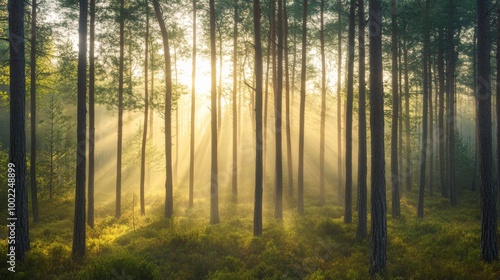 Sunbeams Filtering Through a Misty Pine Forest