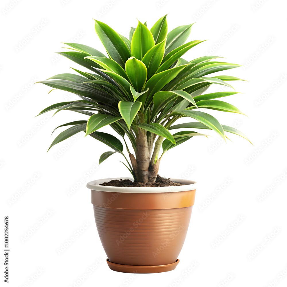 dracaena in brown pot isolated on a transparent background dracaena in brown pot isolated on a transparent background