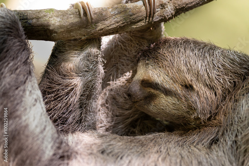 Close-up of a three-toed sloth (Bradypus tridactylus) in Corcovado National Park, Costa Rica photo