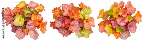 High-Quality PNG of Isolated potted heuchera flower Isolated on White Background – High Resolution