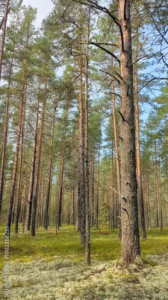 Tilt up the pine forest to the top, all-round vertical view of young trees. Calm and peaceful scene of beautiful wild nature with no people. North landscape Tilt up the pine forest to the top, all-round vertical view of young trees. Calm and peaceful scene of beautiful wild nature with no people. North landscape