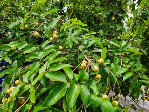 Close up of longan fruit on the tree in the garden, ready to harvest in Mekong Delta Vietnam.