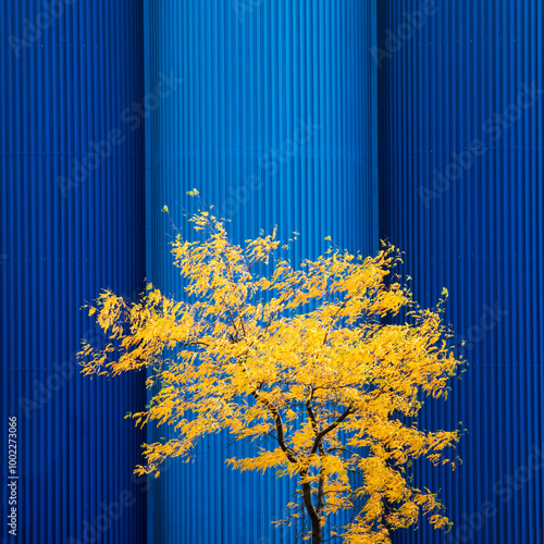 Baum tree yellow gelb herbst autumnfall blätter leaf blau blue getreidesilo grain silo Elmshorn Germany Kölln Flocken beauty art kunst Zen photo