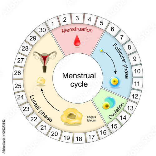 Menstrual cycle diagram