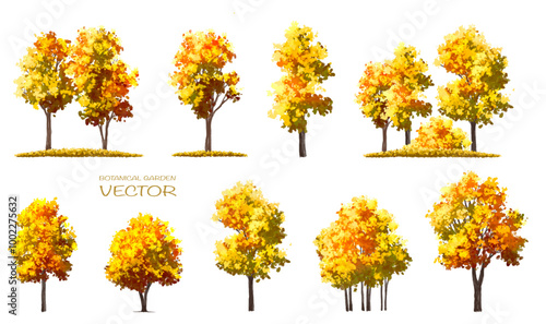 vector of autumn tree for landscape scene,watercolor plant for architecture drawing, environment and garden,botanical elements ,blooming tree in autumn 