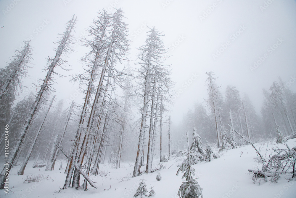 Fototapeta premium winter wonderland with snowy fir trees in the mountains