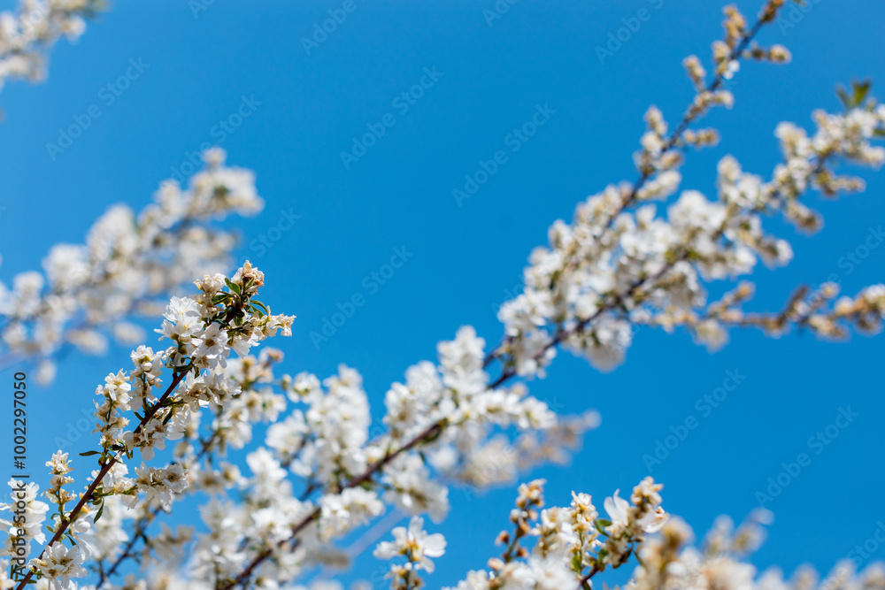apple blossom in the garden spring time - Image apple blossom in the garden spring time - Image