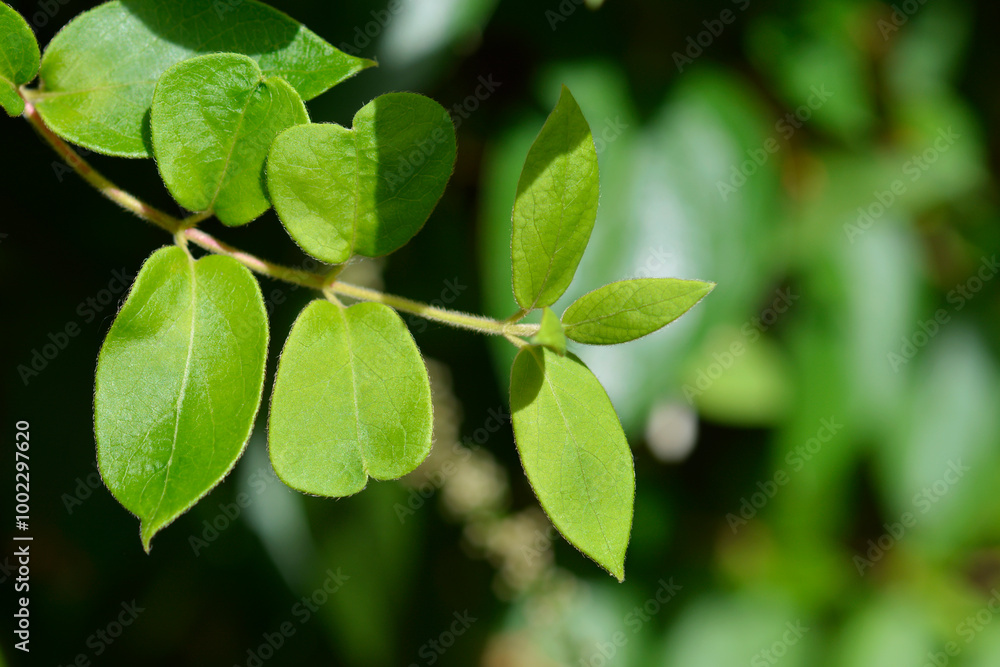 Japanese honeysuckle leaves Japanese honeysuckle leaves