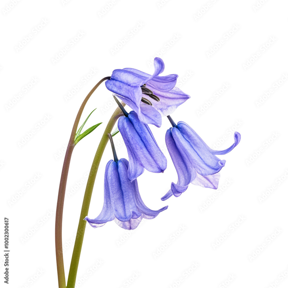 Naklejka premium Bluebell isolated against a transparent background