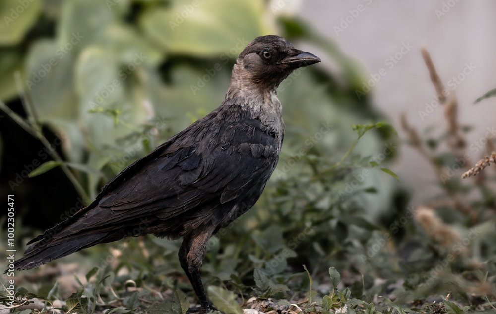 Crow Crow