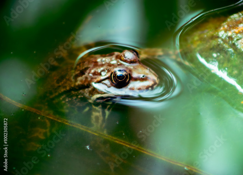 Frogster