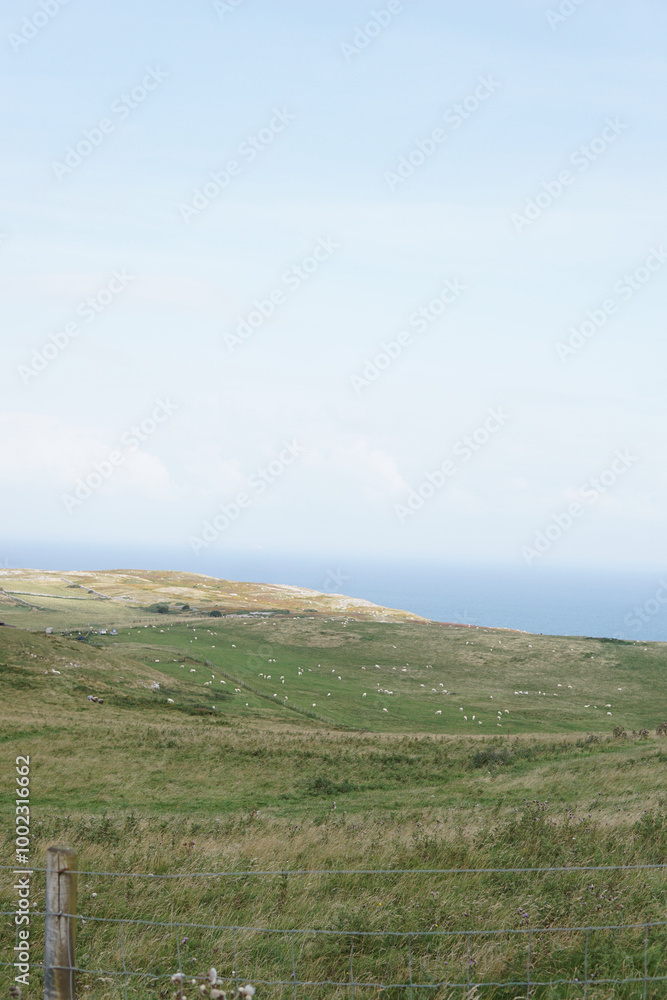 Welsh countryside with sheep and blue sky Welsh countryside with sheep and blue sky