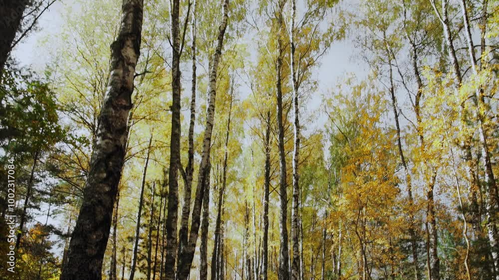 Birch grove in autumn forest. Ground full of fallen dry orange leaves. Foliage. October. Sunny weather. Golden Fall. Indian summer. Beautiful nature. Gimbal movement from tree crowns to trunks Birch grove in autumn forest. Ground full of fallen dry orange leaves. Foliage. October. Sunny weather. Golden Fall. Indian summer. Beautiful nature. Gimbal movement from tree crowns to trunks
