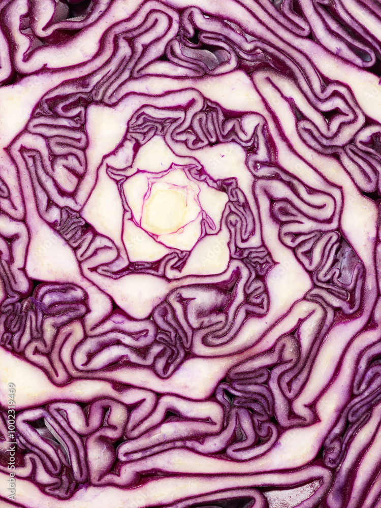 Red cabbage head texture background Red cabbage head texture background