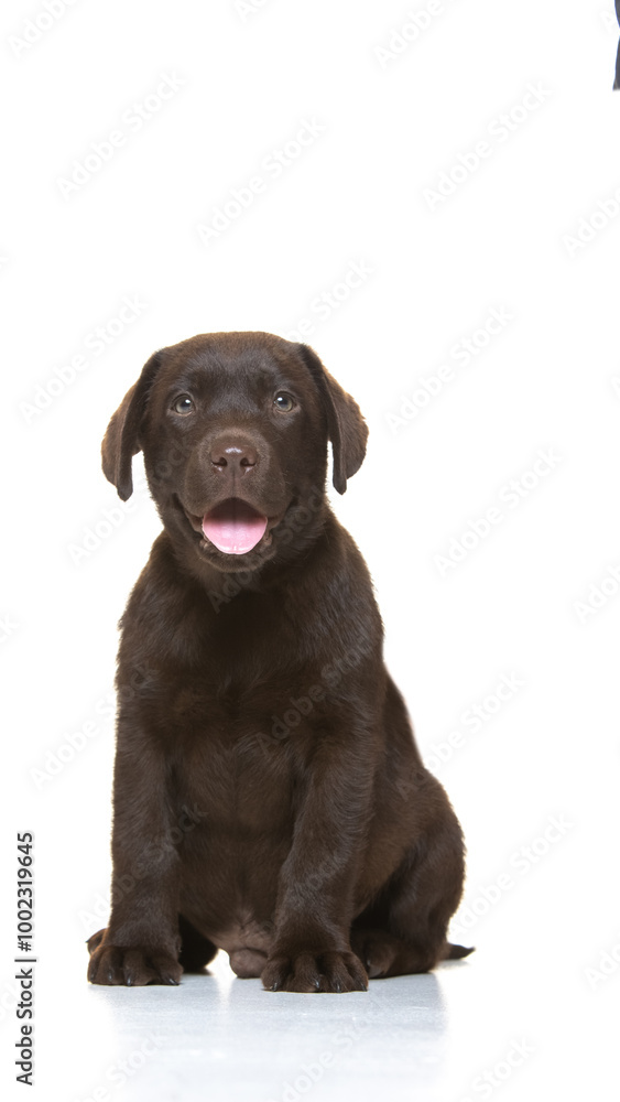 Chocolate labrador puppy on white background Chocolate labrador puppy on white background