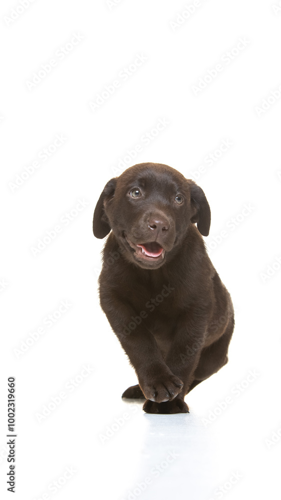 Chocolate labrador puppy on white background Chocolate labrador puppy on white background