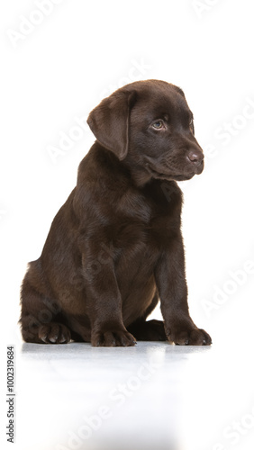 Chocolate labrador puppy on white background