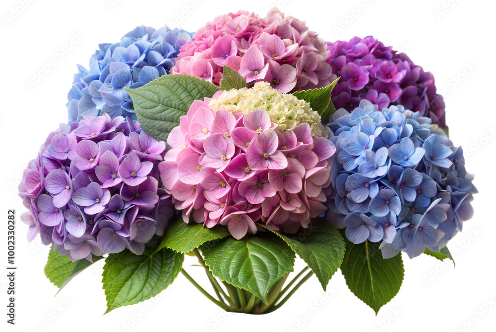 Obraz premium Pink and White Hydrangea Bouquet