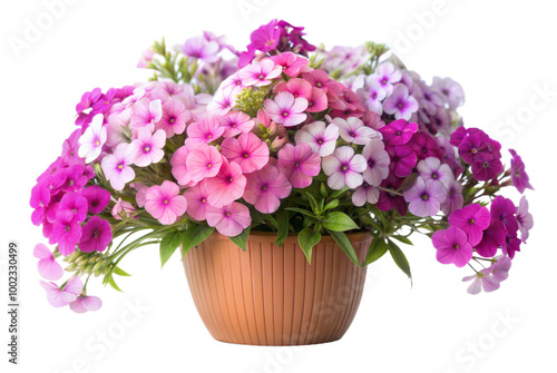 Wallpaper Mural Pink and White Phlox Bouquet in Pot Torontodigital.ca