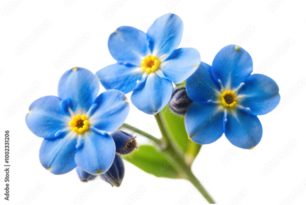 Single Forget-Me-Not Flower with No Background Single Forget-Me-Not Flower with No Background