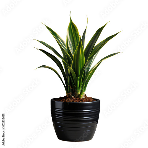 Wallpaper Mural A contemporary green escape. Isolated indoor plant on a transparent backdrop. High Resolution images. Torontodigital.ca