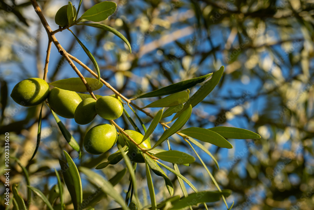 Fresh green olives on branch, Mediterranean fruit close-up, organic olive grove agriculture Fresh green olives on branch, Mediterranean fruit close-up, organic olive grove agriculture
