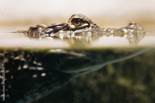 A crocodile caiman looks at the camera. The Crocodile’s Eye