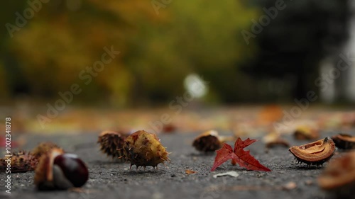 Overripe bur horse chestnut hits ground, shell splits into pieces and conker spills out. Alley in fall park, cloudy weather. Slow motion x8, low angle view. Early October