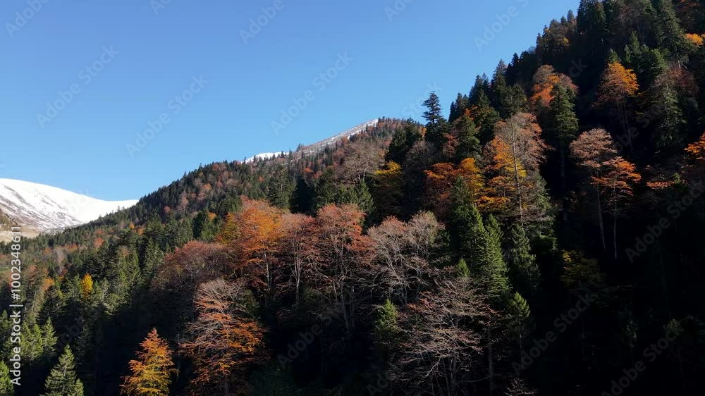 A magnificent forest full of trees decorated with autumn colors. A magnificent forest full of trees decorated with autumn colors.