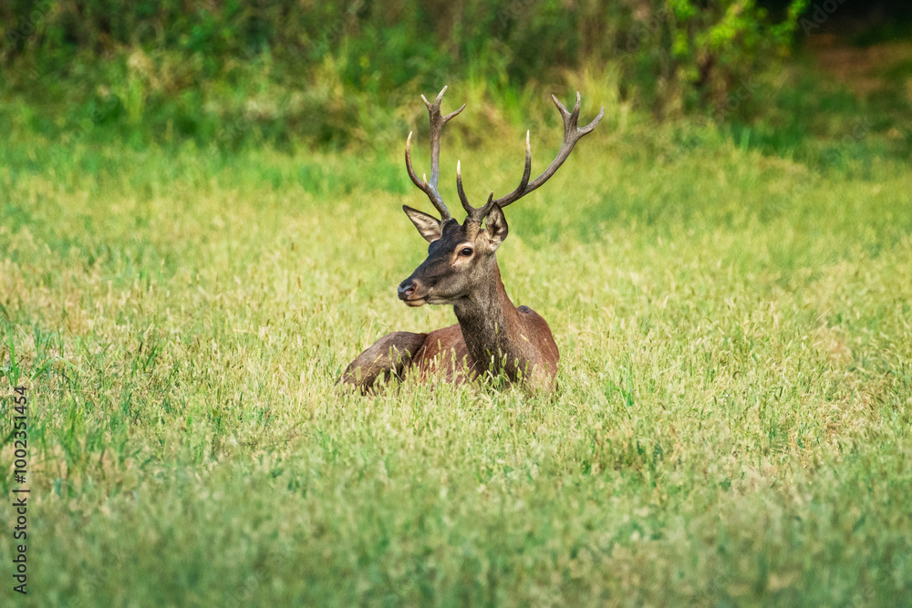 Deer resting in tranquil meadow amidst lush greenery Deer resting in tranquil meadow amidst lush greenery