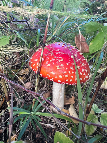 Red Amanita Mushroom in a Forest photo