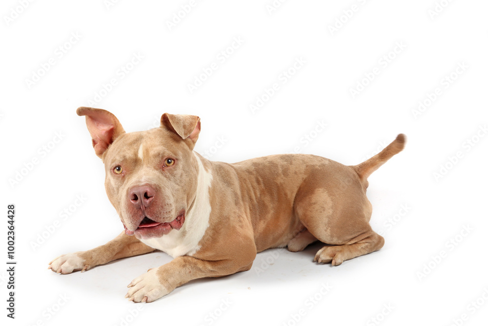 American bully lying on white background American bully lying on white background