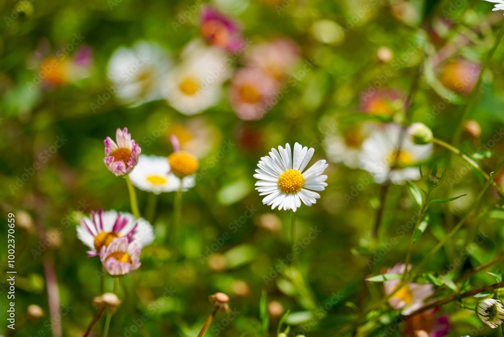 field of daisies field of daisies