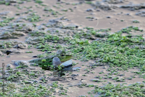 sac vocaux Grenouille rieuse - Pelophylax ridibundus photo