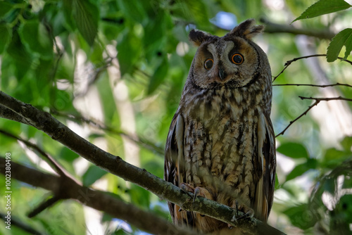  Hibou moyen-duc - Asio otus - rapaces 