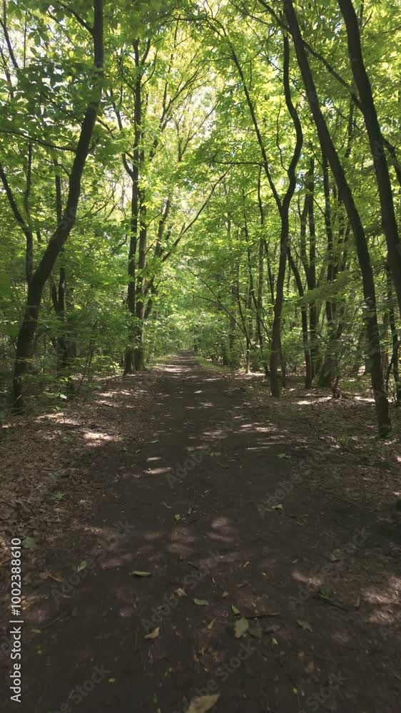 Take a leisurely stroll along a peaceful forest pathway, surrounded by lush and vibrant green trees all around Take a leisurely stroll along a peaceful forest pathway, surrounded by lush and vibrant green trees all around
