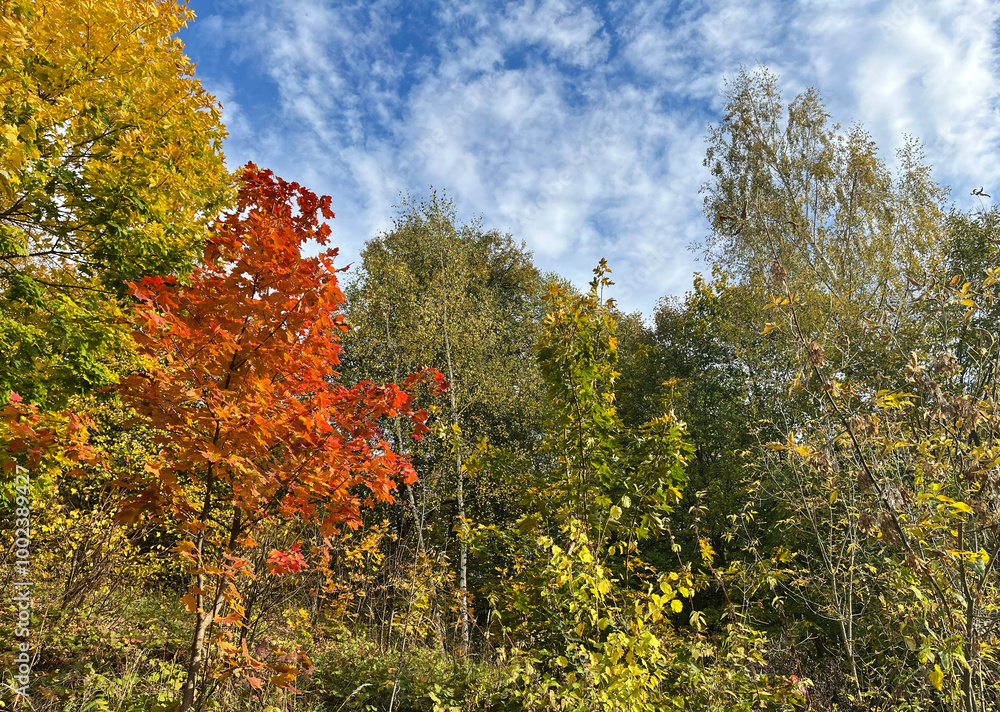 Fototapeta premium Beautiful autumn landscape. The sky with clouds, trees. Red leaves on the tree.