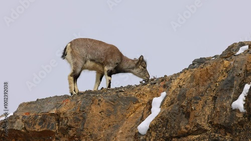 Siberian ibex (Capra sibirica) eating also known using regionalized names including Altai ibex, Asian ibex, Central Asian ibex, Gobi ibex, Himalayan ibex, Mongolian ibex or Tian Shan ibex