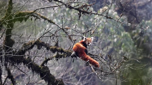 Red Panda (Ailurus fulgens) climbing on a tree. Also known as the lesser panda