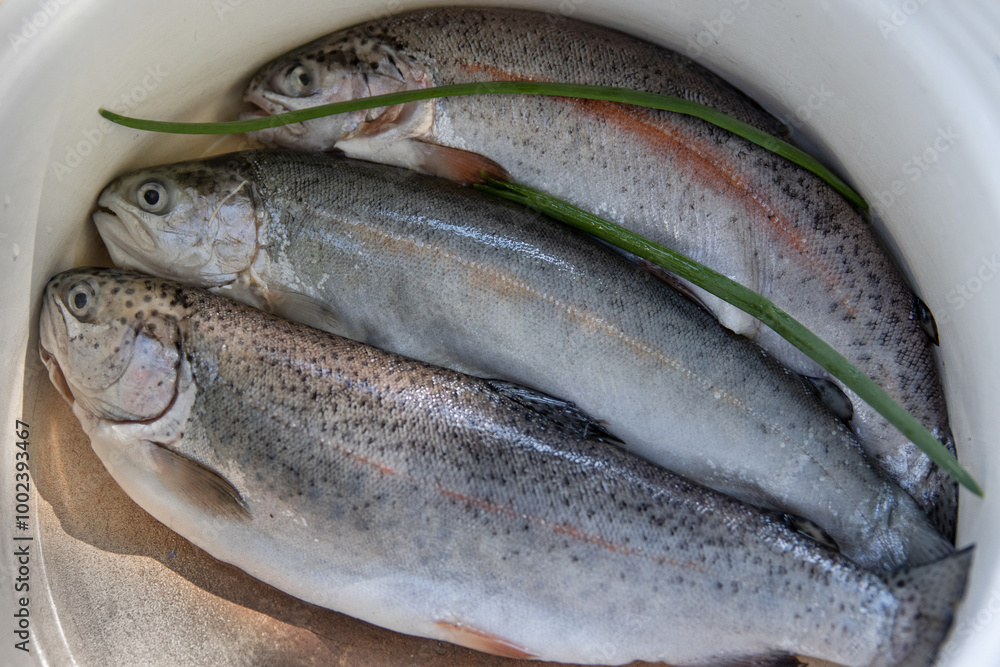 Three raw freshly caught rainbow trouts laid in a white enamelled bowl in the kitchen. Closeup of a fresh forel trout fish in a casserole pot, ready for preparation and cooking. Top view.
Three raw freshly caught rainbow trouts laid in a white enamelled bowl in the kitchen. Closeup of a fresh forel trout fish in a casserole pot, ready for preparation and cooking. Top view.