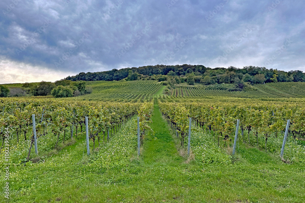 Fototapeta premium Weinberg